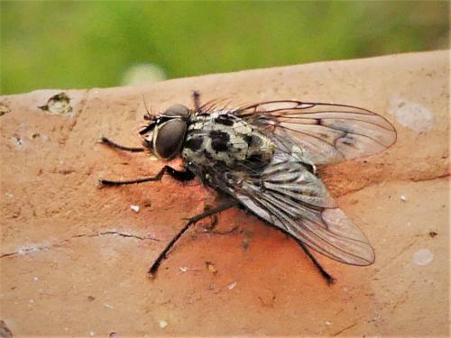Réf. 281 284 : Phaonia trimaculata